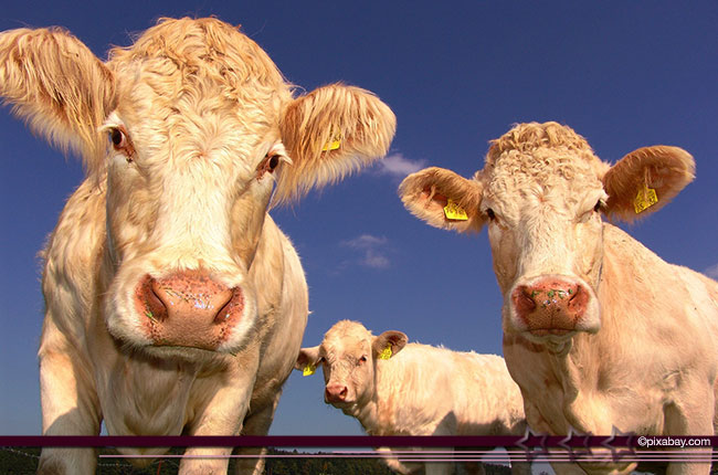 Verbraucher schätzen regionales Bio Rindfleisch